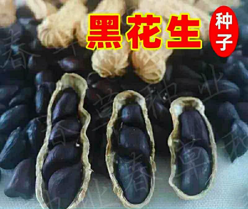 生熟黑花生农家自产晒干带壳黑花生营养美味爽口可做种