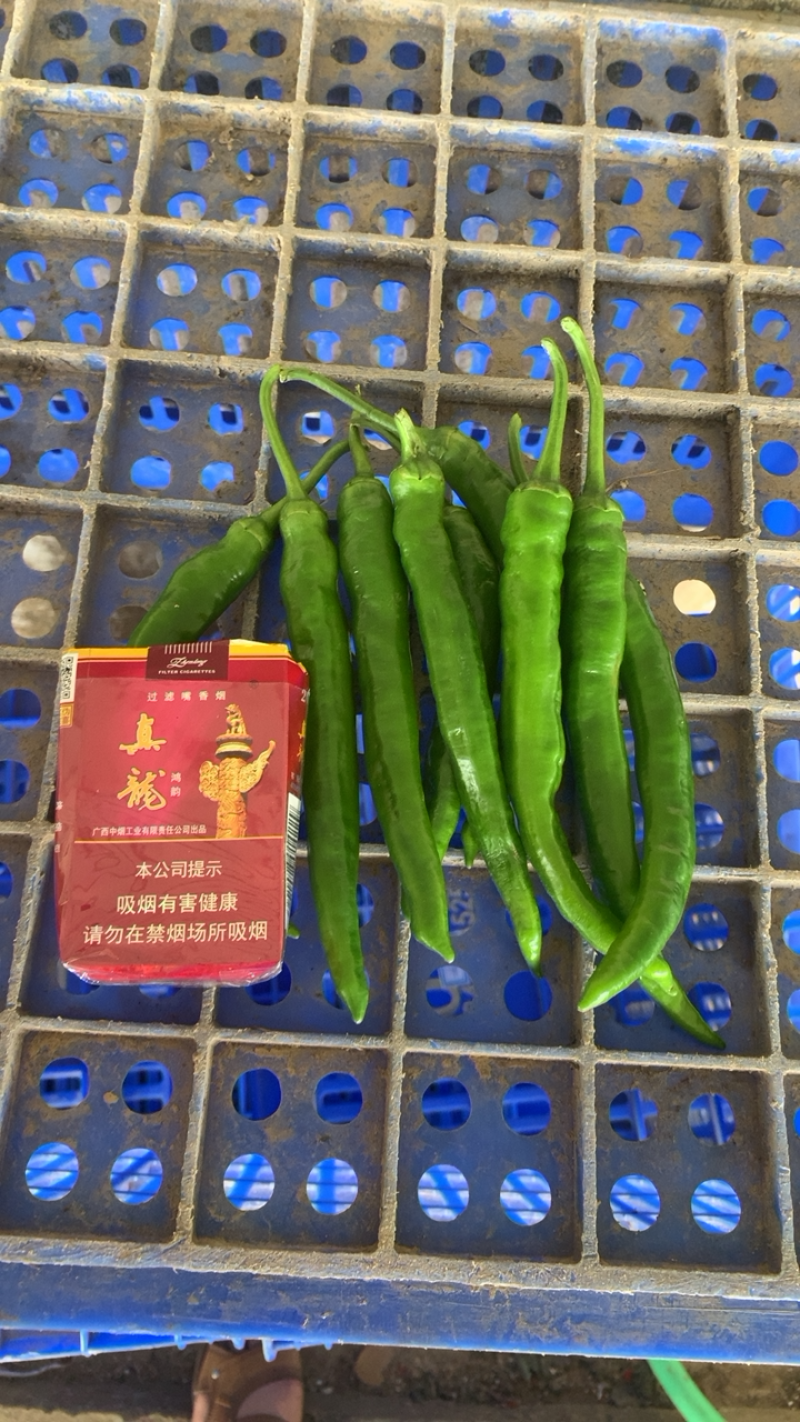 杭椒2号线椒大量精品万亩产地发车中