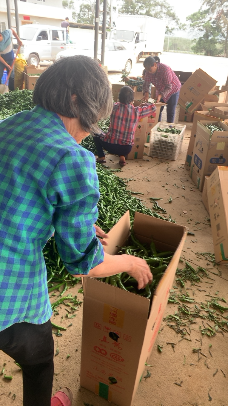 杭椒2号线椒大量精品万亩产地发车中