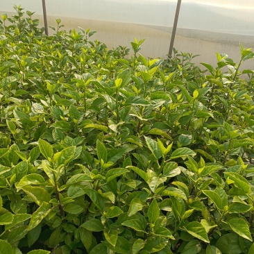 扶桑扶桑花佛桑赤槿长期供应各种规格