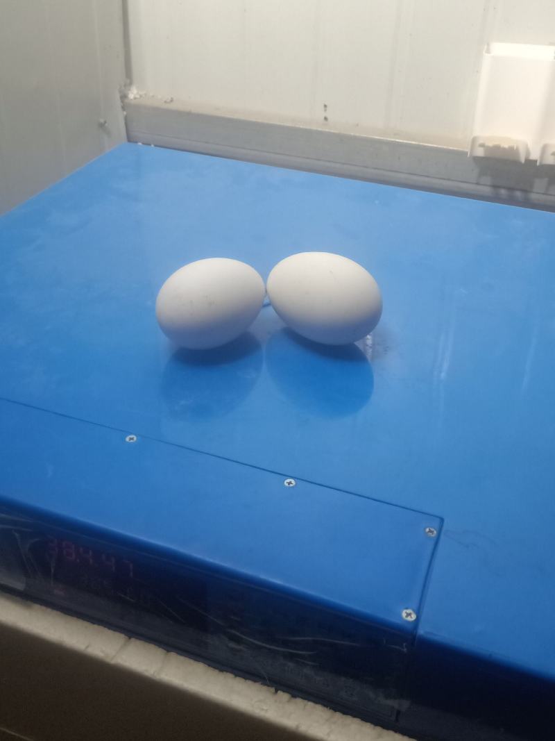 番鸭种蛋大种白羽番鸭鸳鸯