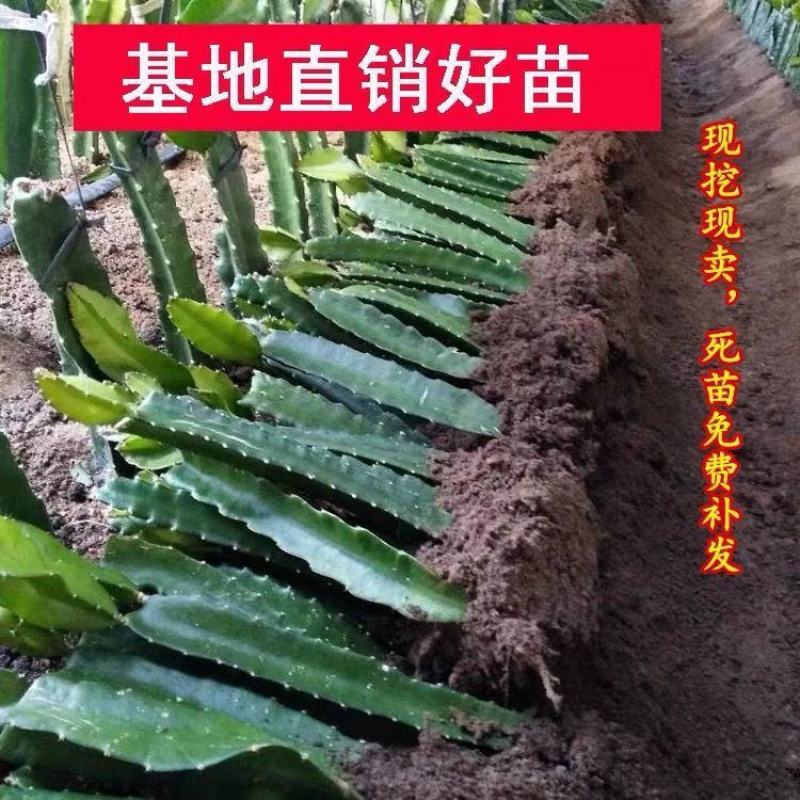 青皮火龙果苗红心火龙果青皮红肉盆栽地栽南北方种