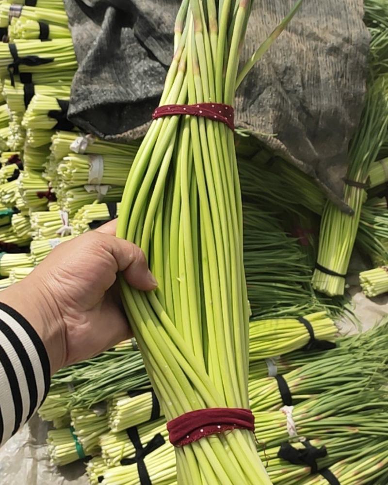 河南新鲜红帽蒜薹大量上市，60公分以上，超市，市场量大