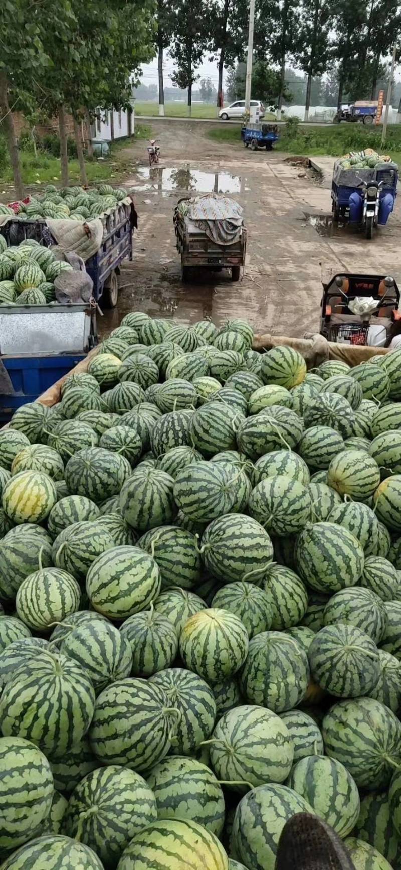 美都西瓜6斤打底9成熟1茬大量上市一手货源诚信合作