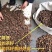 广西百色革命老区“一村一品”纯正有机肥老树山茶油