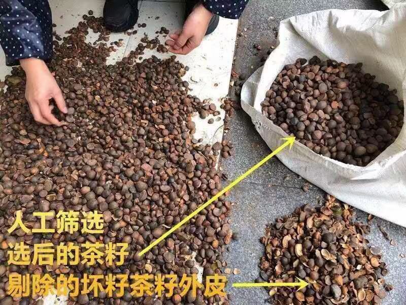 广西百色革命老区“一村一品”纯正有机肥老树山茶油