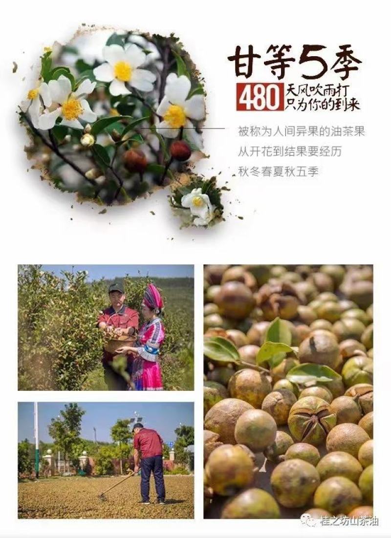 广西百色革命老区“一村一品”纯正有机肥老树山茶油