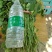 一手货源脱毒红薯苗【视频看货】产量高品质优