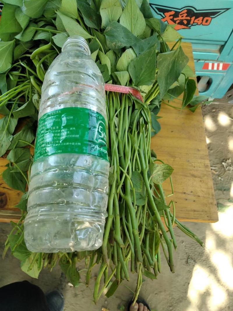 一手货源脱毒红薯苗【视频看货】产量高品质优