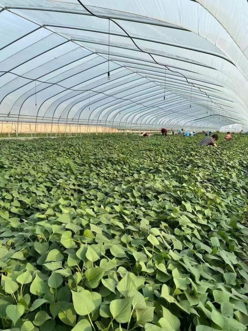 一手货源脱毒红薯苗【视频看货】产量高品质优