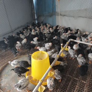 多种鸡苗火鸡苗厂家直销量大价优需要的联系
