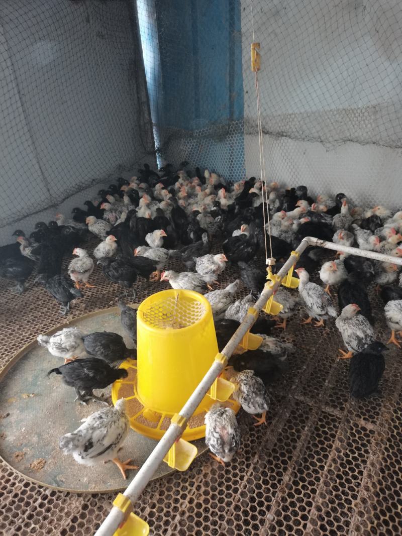 多种鸡苗火鸡苗厂家直销量大价优需要的联系