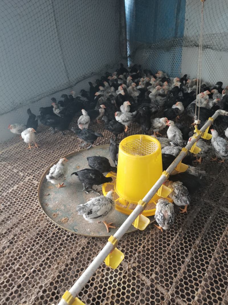 多种鸡苗火鸡苗厂家直销量大价优需要的联系