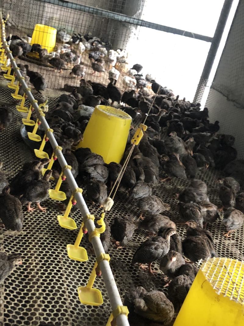 多种鸡苗火鸡苗厂家直销量大价优需要的联系