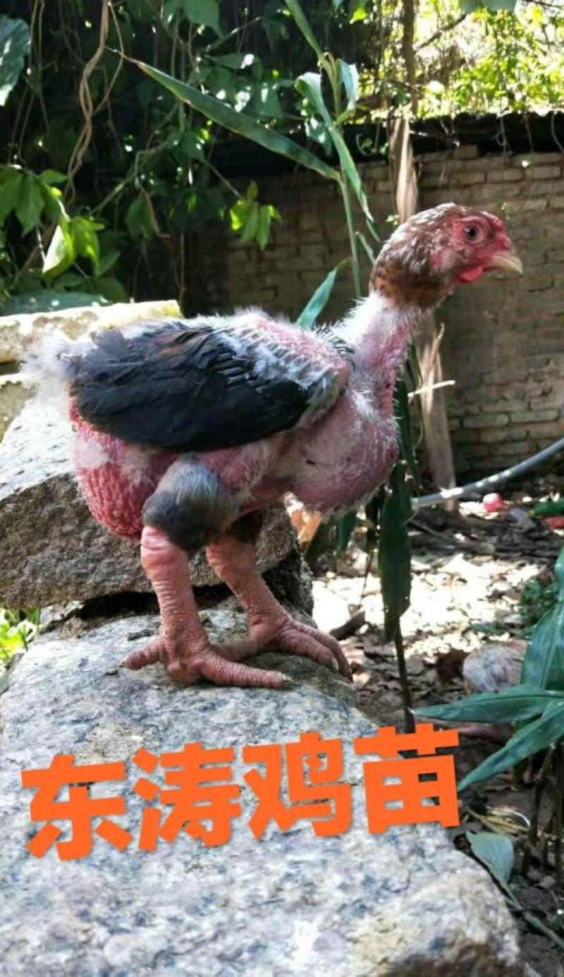 东涛鸡种蛋包100%受精10个起包邮