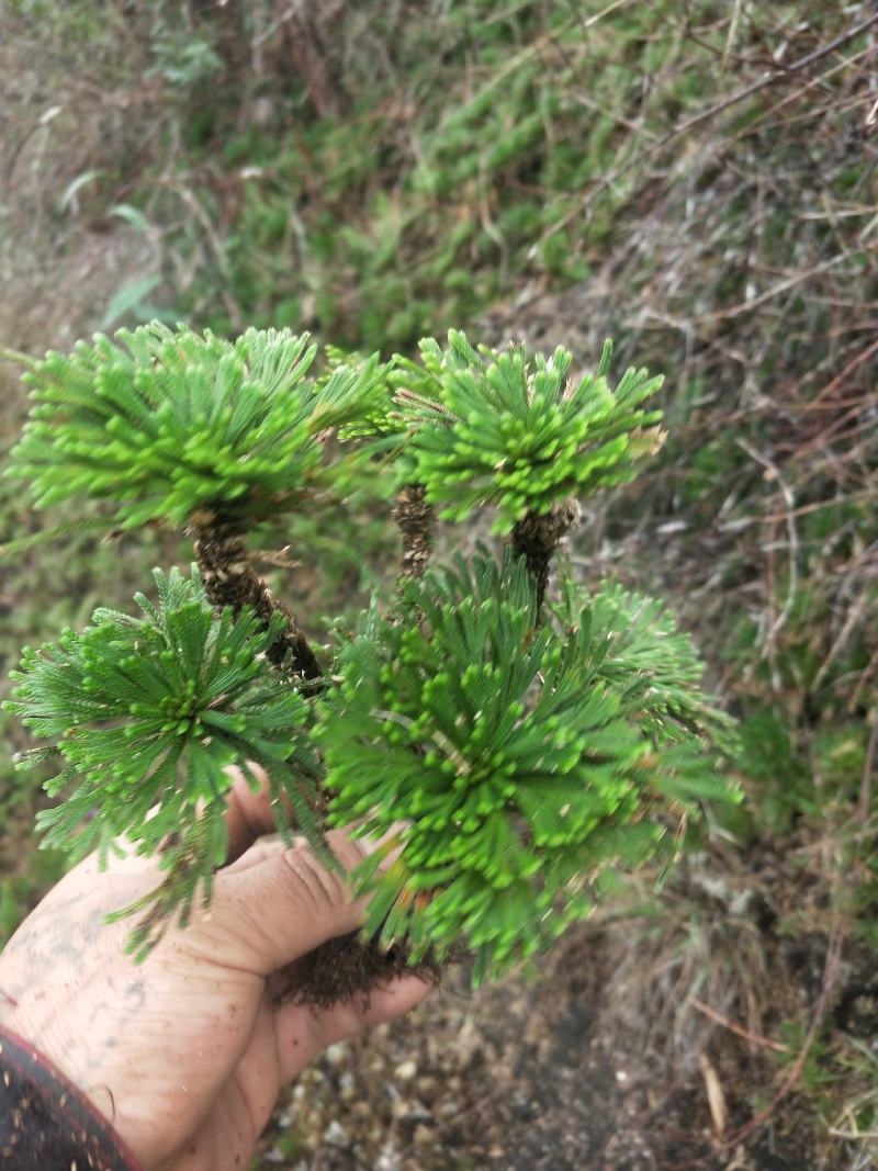 卷柏还魂草九死还魂草多杆精品带原土植物造景盆栽