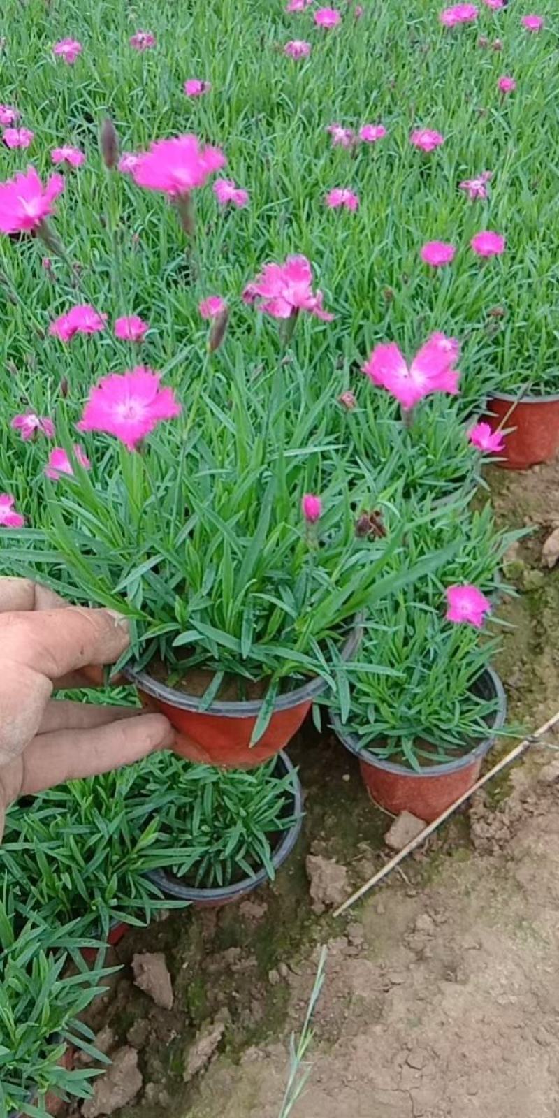 365天开花神器欧石竹会开花的草坪欧石竹