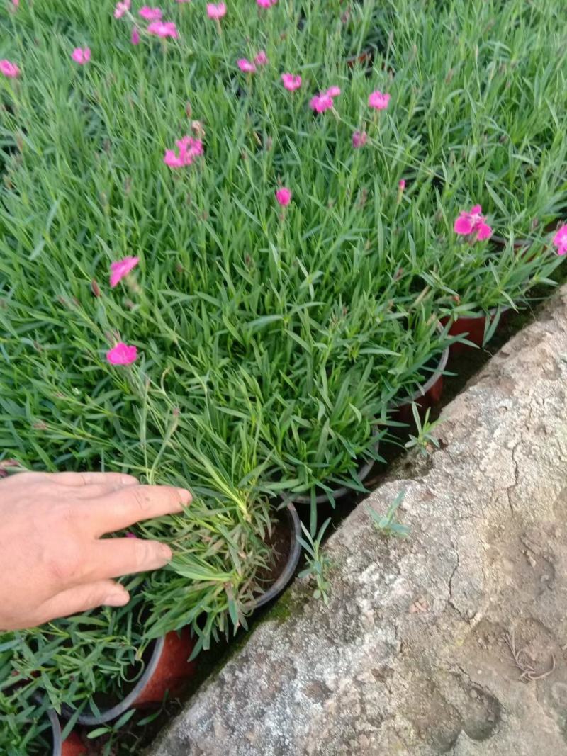 365天开花神器欧石竹会开花的草坪欧石竹
