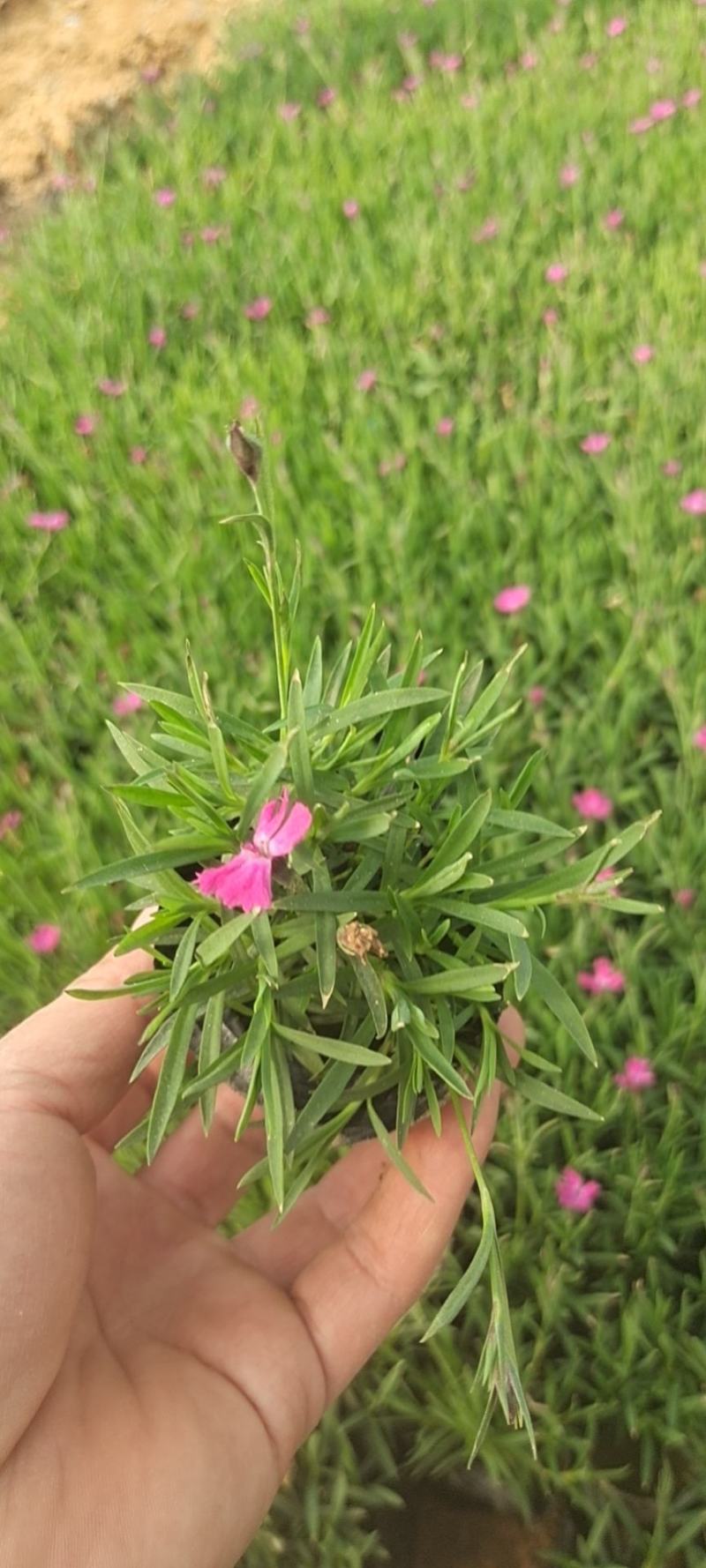 365天开花神器欧石竹会开花的草坪欧石竹