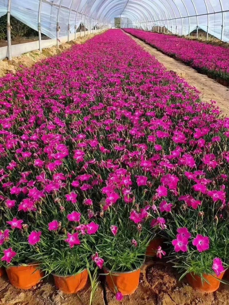 365天开花神器欧石竹会开花的草坪欧石竹