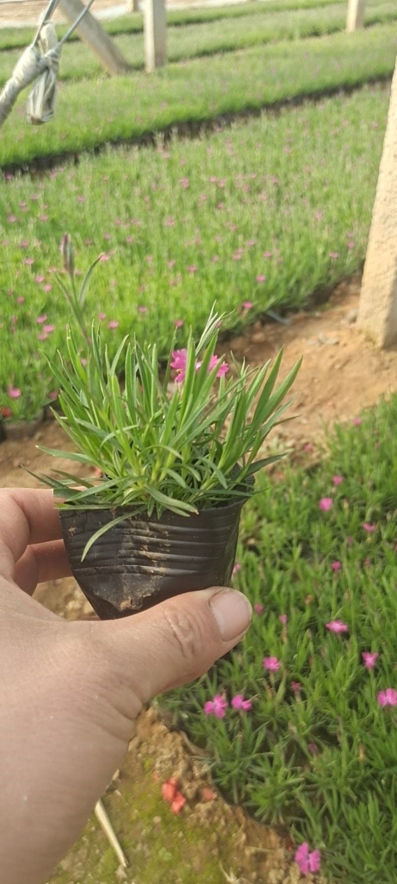 365天开花神器欧石竹会开花的草坪欧石竹