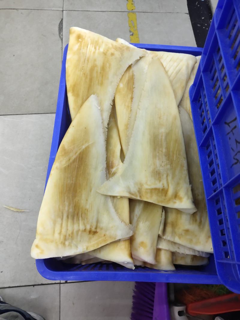 鱼翅批发！少量大茶勾！