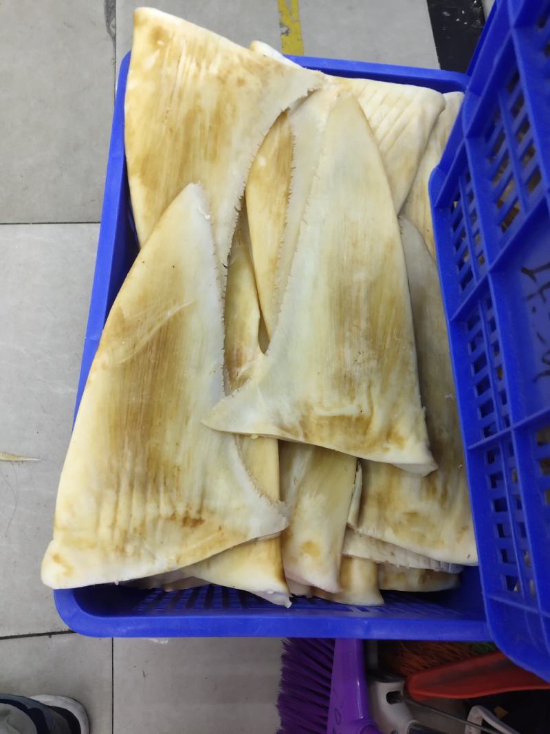 鱼翅批发！少量大茶勾！