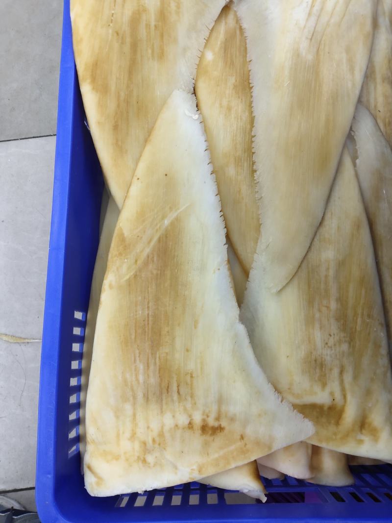 鱼翅批发！少量大茶勾！