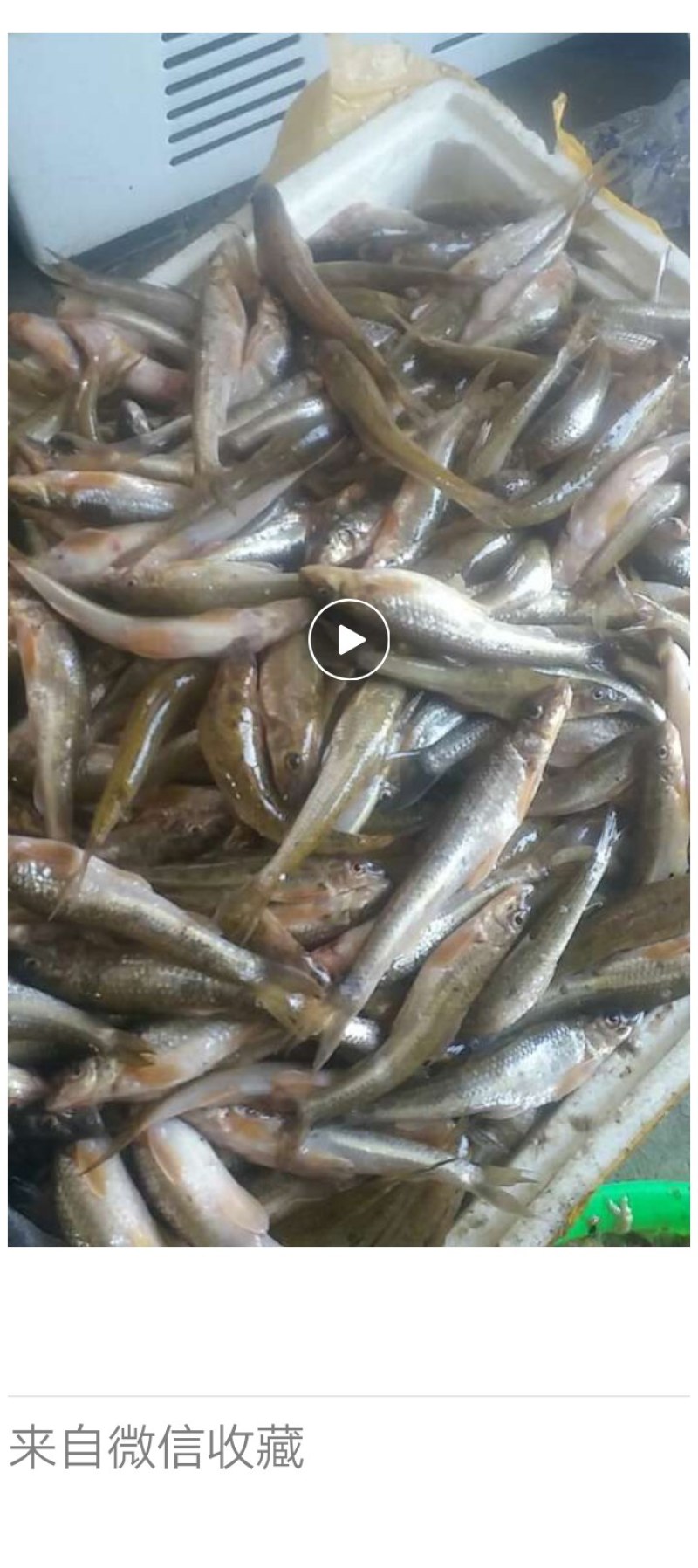 船丁鱼，丁根鱼，川丁子鱼