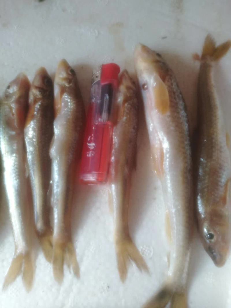 船丁鱼，丁根鱼，川丁子鱼