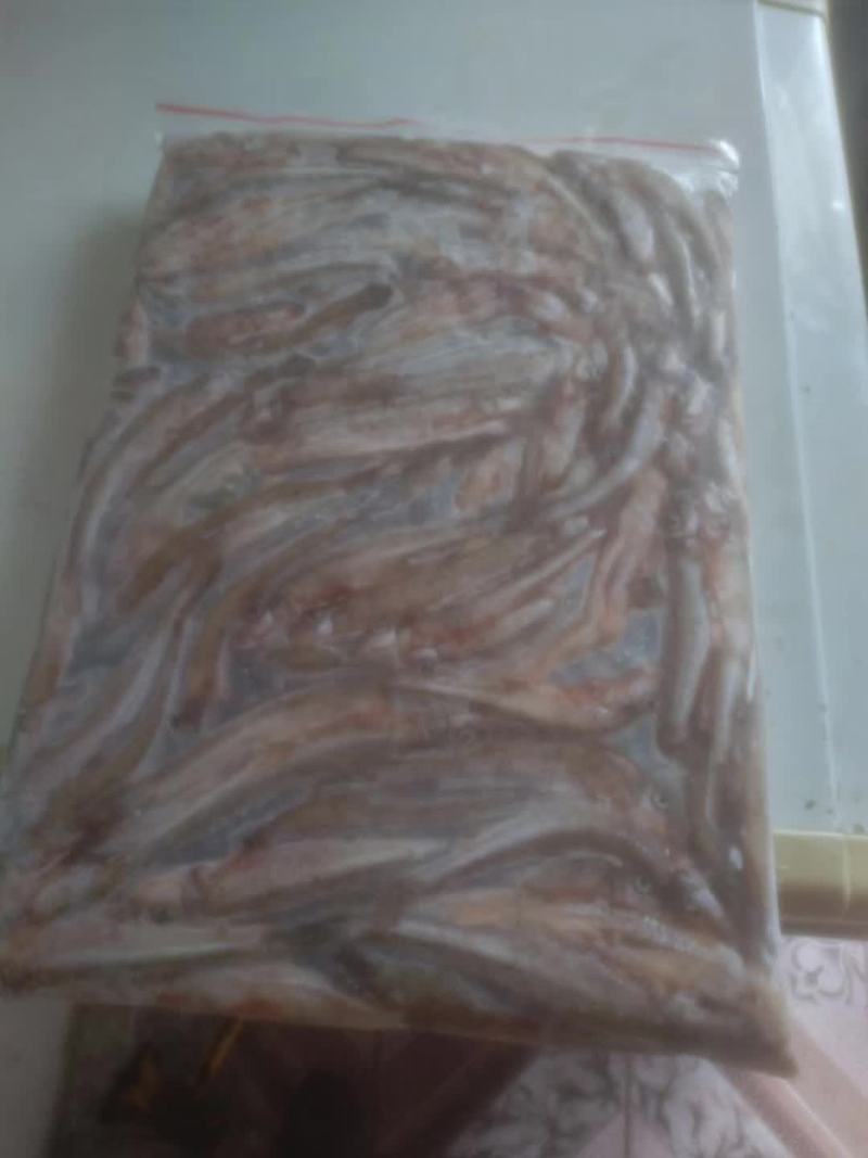 船丁鱼，丁根鱼，川丁子鱼