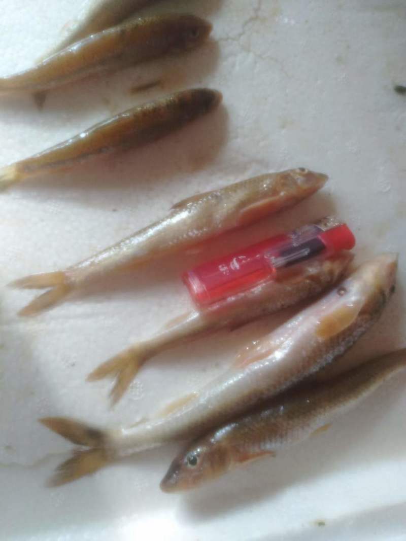 船丁鱼，丁根鱼，川丁子鱼