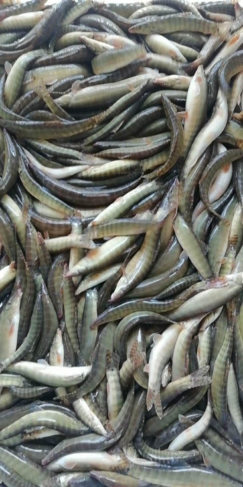船丁鱼，丁根鱼，川丁子鱼