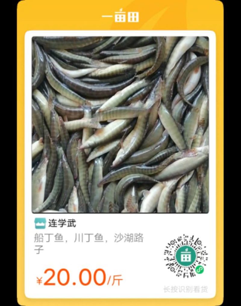 船丁鱼，丁根鱼，川丁子鱼
