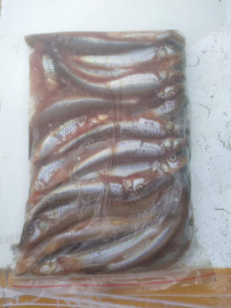 船丁鱼，丁根鱼，川丁子鱼