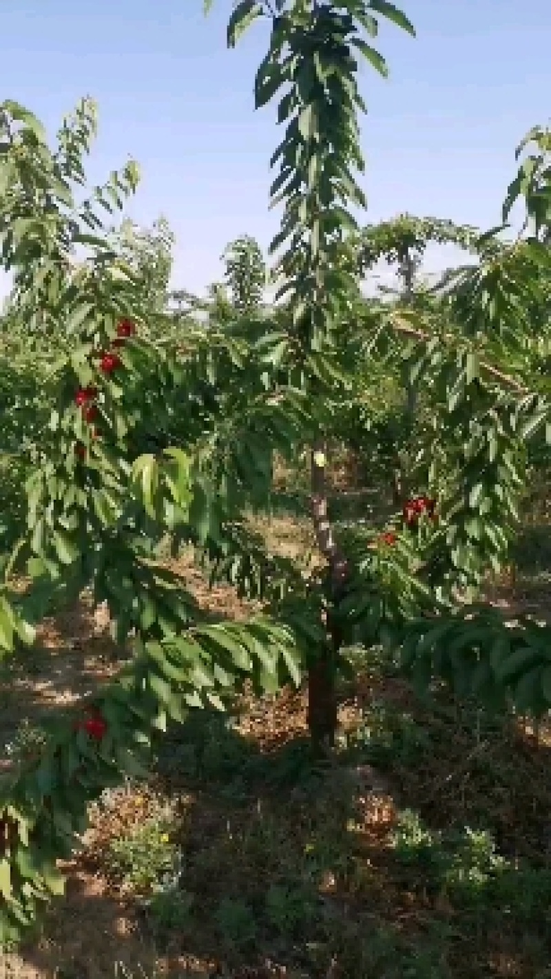 100亩车厘子基地，质量高，有量的来！