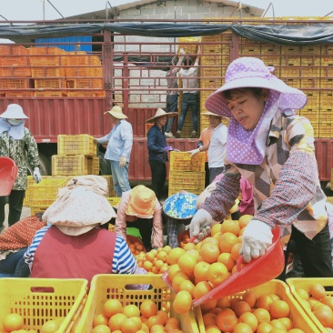 广西沃柑，产地直发，河北晋州市转运中心！
