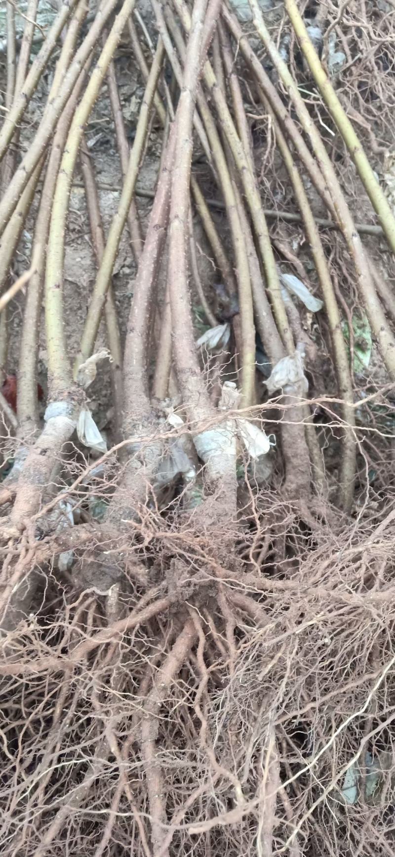 马哈利根大樱桃树苗，桃树苗