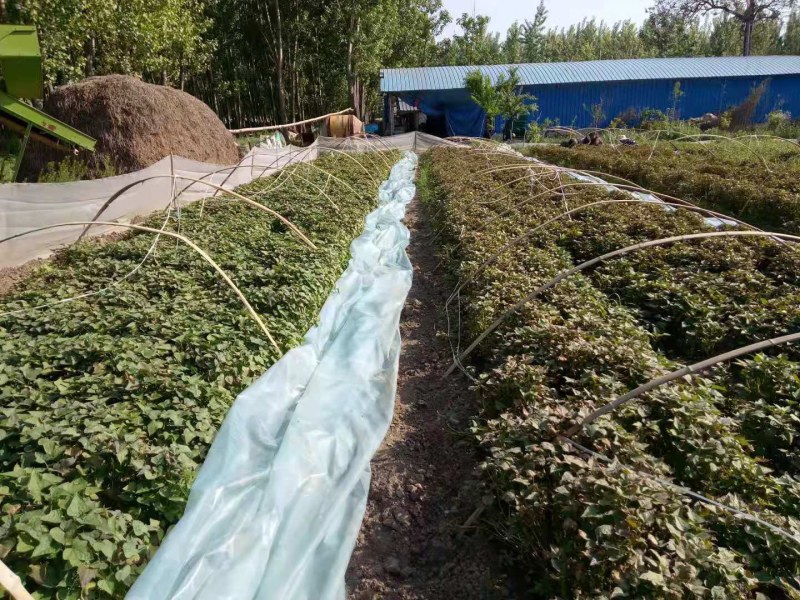 周口市殷川汾北薯业优质红薯苗
