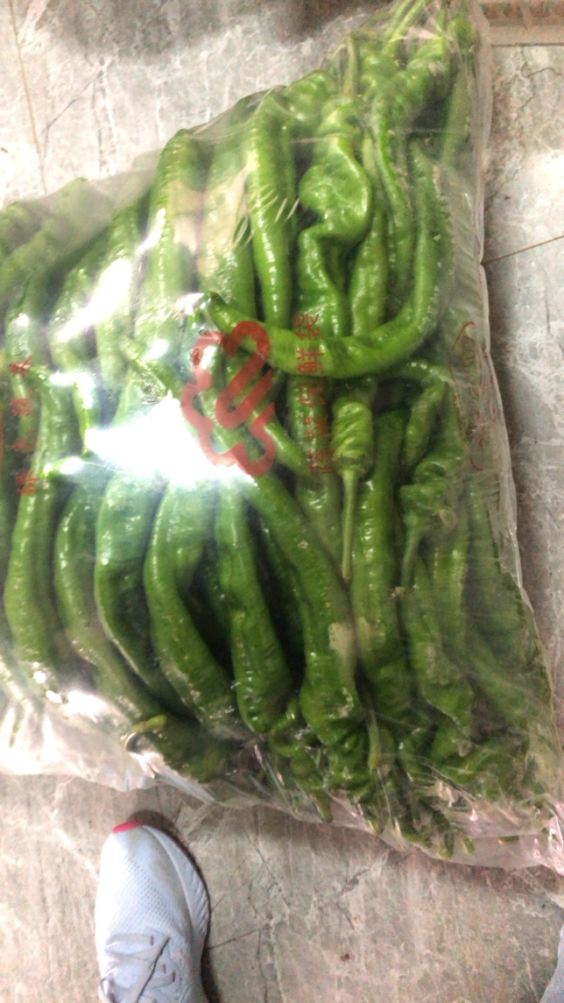 高原夏菜，精品螺丝椒，欢迎咨询，品质保证
