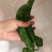高原夏菜，精品螺丝椒，欢迎咨询，品质保证