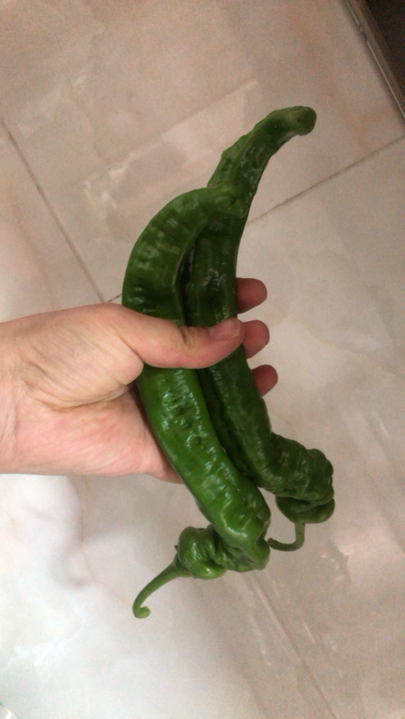 高原夏菜，精品螺丝椒，欢迎咨询，品质保证
