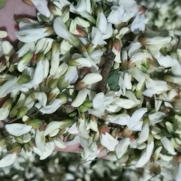 2021年新鲜洋槐花现摘现发