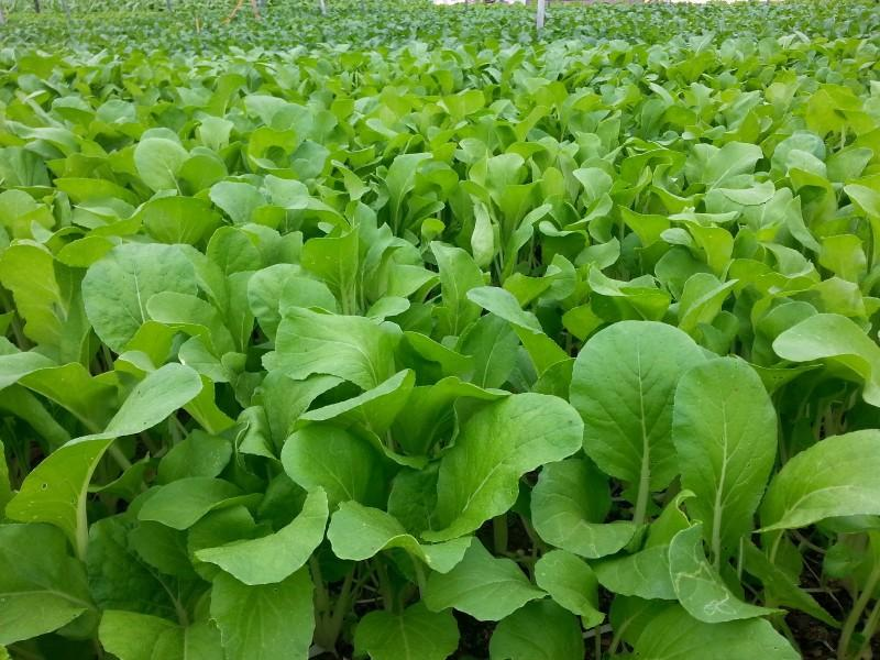 山东精品白菜苗自家苗场培育品质保障提供技术服务