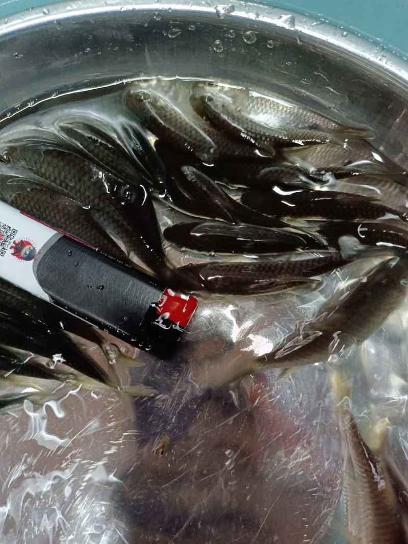 军鱼苗，青竹鲤鱼苗，青竹鲩鱼苗，苗场直供，技术指导。。。