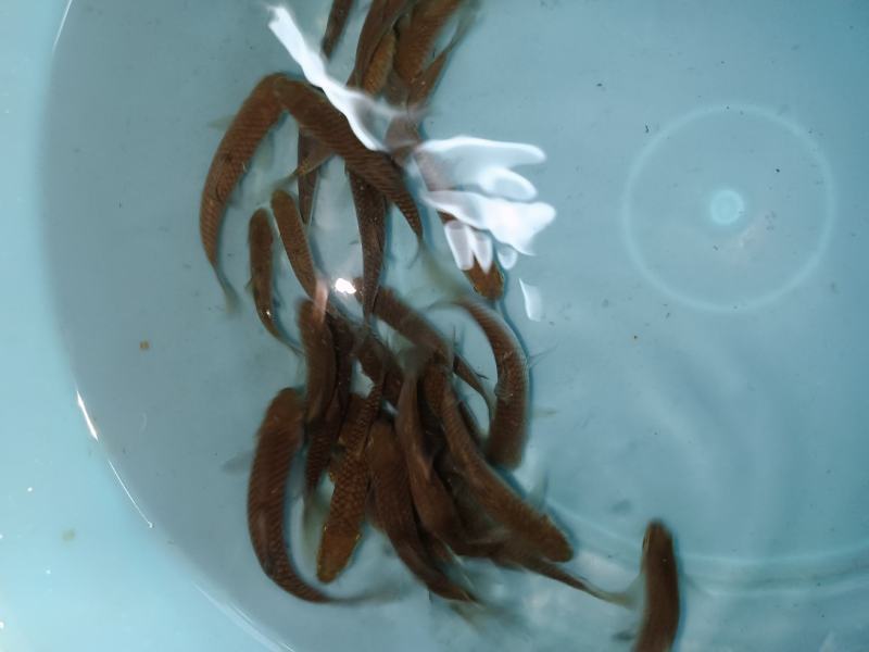 军鱼苗，青竹鲤鱼苗，青竹鲩鱼苗，苗场直供，技术指导。。。
