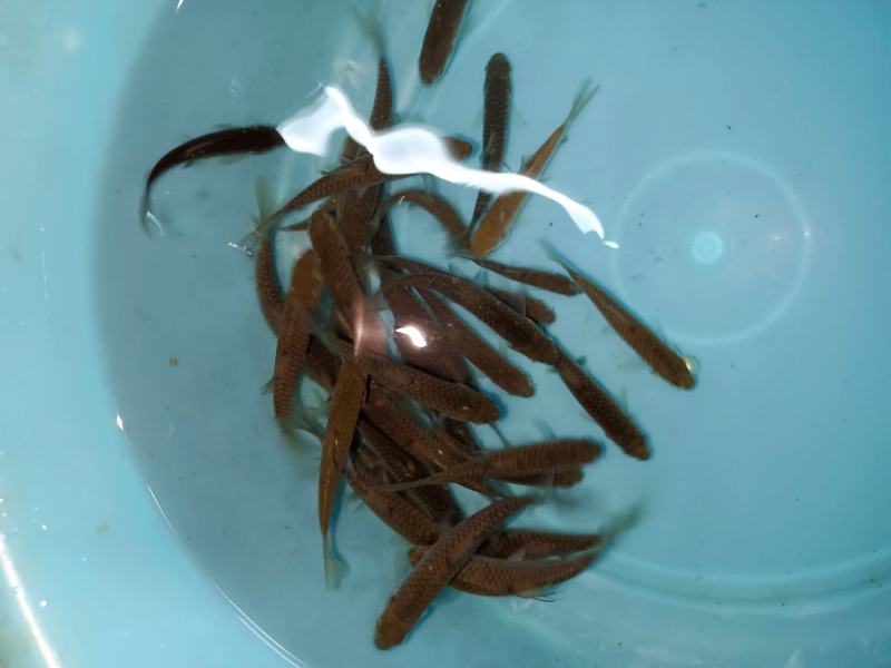 军鱼苗，青竹鲤鱼苗，青竹鲩鱼苗，苗场直供，技术指导。。。