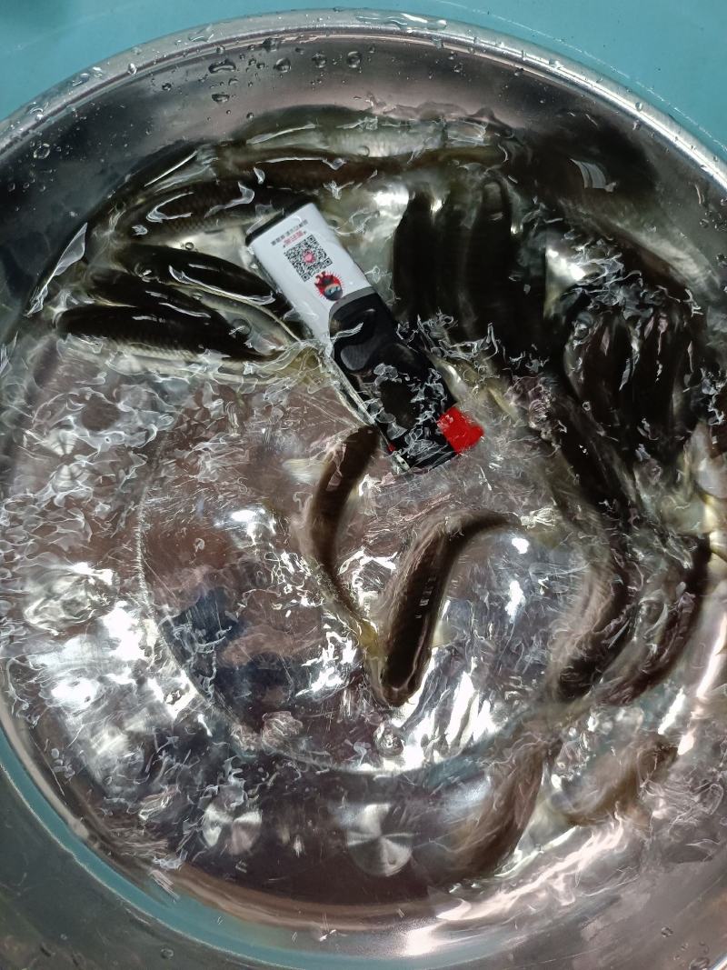 军鱼苗，青竹鲤鱼苗，青竹鲩鱼苗，苗场直供，技术指导。。。