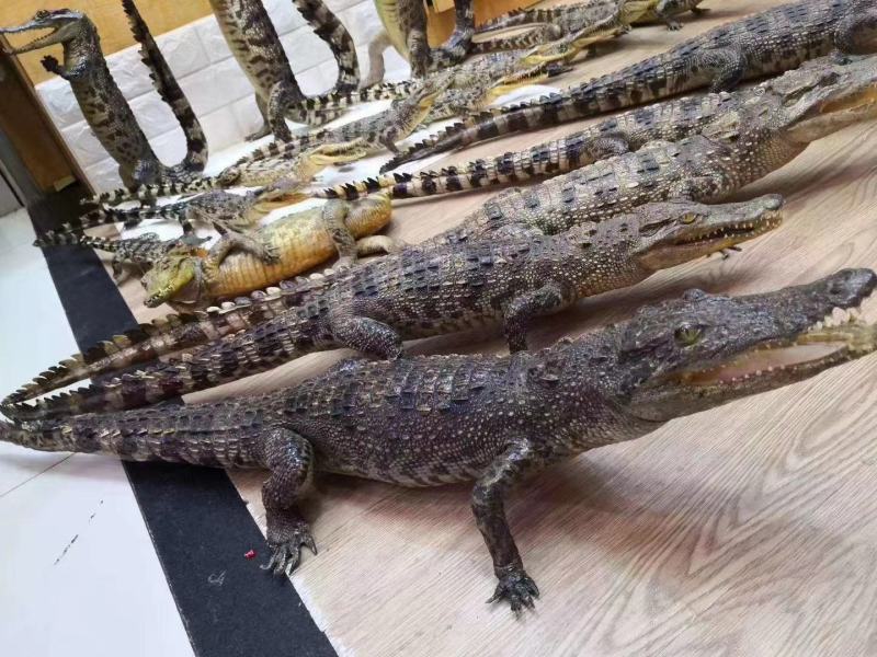 鳄鱼标本各种造型规格防腐处理需要的联系