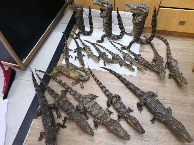 鳄鱼标本各种造型规格防腐处理需要的联系